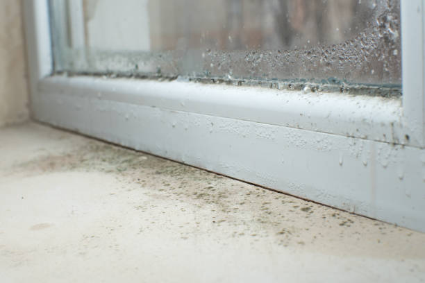 Best Commercial Mold Remediation in Monroe, MI